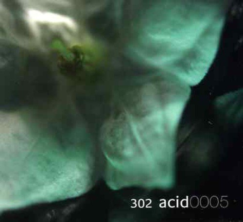 302 Acid - 302 Acid 0005 - Zortam Music