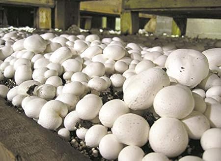 Mycelium De Champignons De Paris Kit De Culture Champignons 15ml