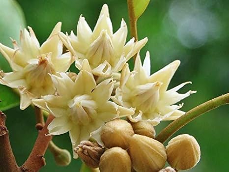 Image result for Bullet Wood flower (Mimusops elengi)
