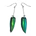 Elegant natural beetle insect wings blue green earrings