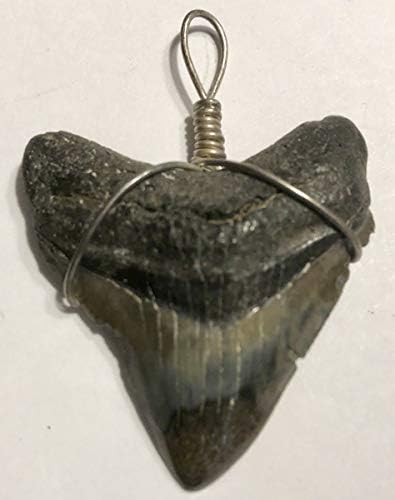 Genuine Megalodon Fossil Shark Tooth Pendant #7 - Gift Packaged