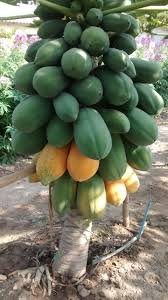 Creative Farmer Mixed Papaya Varieties Dwarf Honey & Thailand Imported Good Plant Fruit Seeds Exotic Bonsai Suitable Fruit Seeds Garden Pack