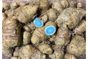 Kali Haldi (Zedoary Root), Narkachur, Nar Kachur, Black Turmeric for Laxmi Pooja, Wealth Attraction, Vastu Dosha Removal, 100
