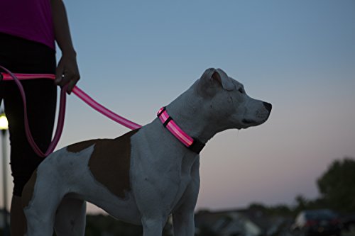 elive dog collar