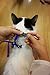 Juvale Adjustable Nylon Pet Harness Collar and Leash for Cats and Small Dogs, Navy Blue