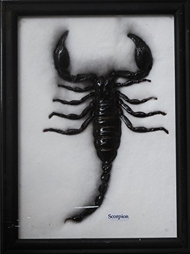 GIANT SCORPION INSECT TAXIDERMY COLLECTIBLES