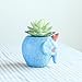 SUN-E Cute Green Crocodile Blue Elephant Whale Succulent Plants Personalized Office House Balcony Landscape Creative Decorative Flower Pots (The Elephant)