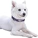 Blueberry Pet Essentials Safe & Comfy 3M Reflective Adjustable Dog Collar - Violet, Large, Neck 18