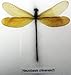 5 Dragonfly Specimens on Cotton Backed Wooden Frame