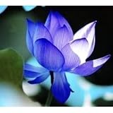Wotefusi Lotus flower Nelumbo nucifera 5 seed diamond Blue Plant