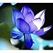 Coossi Lotus flower Nelumbo nucifera 5 seed diamond Blue Plant