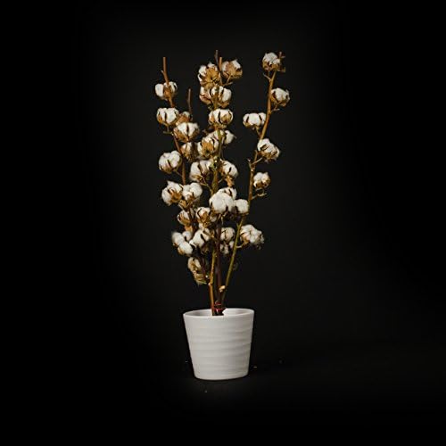 3 Pcs. Cotton real Cotton with 5-7 Flowers dried, 50 cm decoration - long durable - Branches - for craftwork or as a Gift