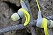 Monster iSport Achieve Wireless in-Ear Sweat-Proof Bluetooth Sport Headphones, Green (137088-00)