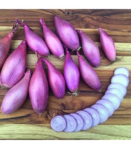 BORETTANA YELLOW CIPOLLINI ONION SEEDS – Non-GMO Italian Heirloom – Frontier Seed Co USA