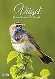 Vögel 2020 by