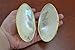 Pearlized River Sea Shell Trinket Box Purse