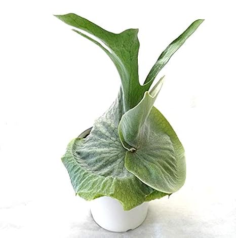 これまでで最高のコウモリ ラン グランデ すべての美しい花の画像