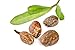 Unrefined Raw Shea Butter; Certified Organic; Natural Noncomedogenic Face Moisturizer; Great Skin, Baby, Hair Product; Premium, African, Ivory (Tan) [Choose Size Option]
