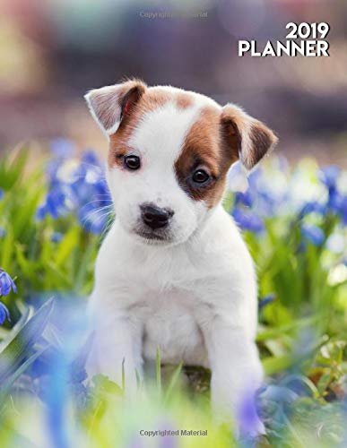 cute jack russell puppy