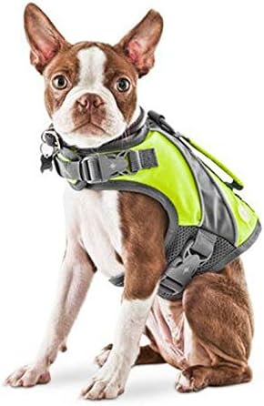 daisy dog breeders near me