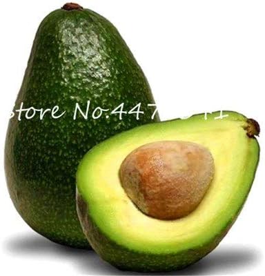 Bloom Green Co. 5 Piezas de Aguacate Bonsai, Muy Delicioso áRbol ...