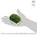 Luffy Coco Mini Moss, Builds a Beautiful and Natural Aquascape, Easy Care, Hardy and Long Lasting Plant, Filters and Provides Aquariums with Oxygen