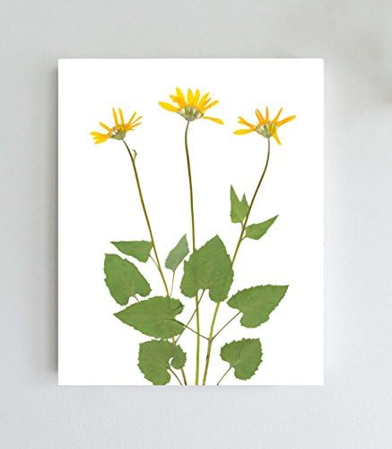 Arnica Flower Print - Unframed Fine Art Giclee - 8X10 or 11X14