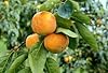 Maekawa Jiro Japanese Persimmon Tree Grafted NO SHIPPING TO CA, AZ, AK, HI, OR or WA PER YOUR STATE LAWS