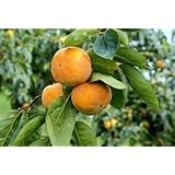 Maekawa Jiro Japanese Persimmon Tree Grafted NO SHIPPING TO CA, AZ, AK, HI, OR or WA PER YOUR STATE LAWS