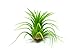 6 Lowlight Air Plant Pack - Live Low-Light Plants | Indoor Tropical Tillandsia Houseplant Kit | Natural Low Light Decorations by Plants for Pets