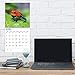 2020 Frogs Wall Calendar by Bright Day, 16 Month 12 x 12 Inch, Reptiles and Bugs Animals