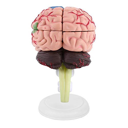 Brain Model - Anatomical Medical Model Disassembled Anatomical Human Brain Model Medical Teaching Tool Toy - Thumbnail 7