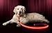 Illumiseen LED Light Up Dog Leash | Ultra High Visibility Up to 350 Yards | 3 Lighting Modes | USB Rechargeable, No Batteries Needed | Padded Handle & Rotating Swivel Clasp to Prevent Leash Tangling