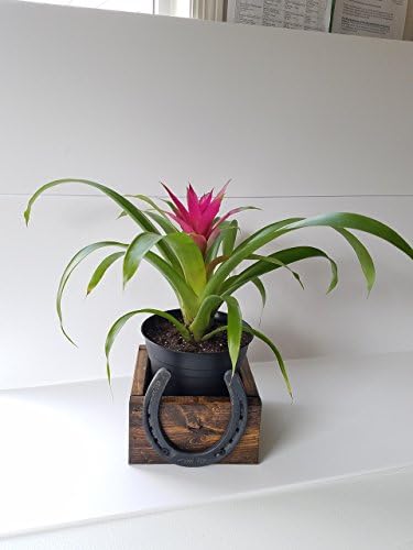 Rustic Wood Planter Box with Horseshoe, Desk Plant