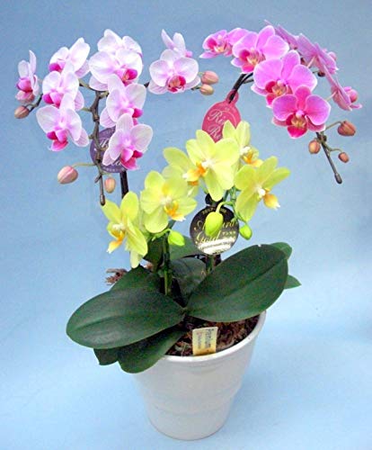 《胡蝶蘭》ランラン、リンリン、黄色系品種 3本立ち （こちょうらん）/お花 絵画のあゆわら商品画像