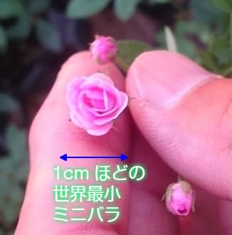 Amazon マイクロミニバラ リトルウッズ 9cmポット苗 1株 花 Amazon マイクロミニバラ リトルウッズ 9cmポット苗 1株 花