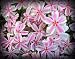 Treasuresbylee - Candystripe Phlox - 30 Heirloom Flower Seeds