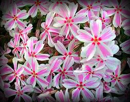 Treasuresbylee - Candystripe Phlox - 30 Heirloom Flower Seeds Treasuresbylee - Candystripe Phlox - 30 Heirloom Flower Seeds