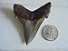 MEGALODON SHARK ANCESTOR, CARCHARODON ANGUSTIDENS FOSSIL SHARK TOOTH