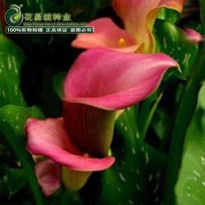 Amazon Co Jp オランダカイウユリの花の種子春と冬の季節には 室内鉢植えの草の種植えライブ 10シードを設定します ホーム キッチン