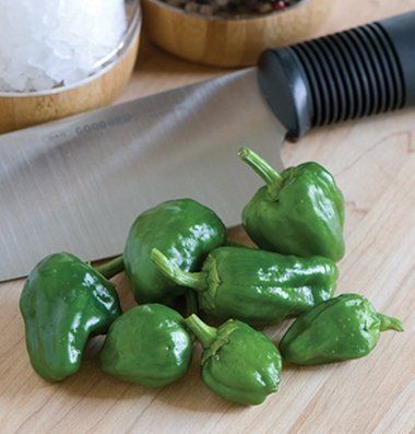 David's Garden Seeds Pepper Hot Padron D666 (Green) 50 Heirloom Seeds