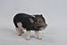 Hi-Line Gift Ltd Dark Brown Standing Baby Pig, 5