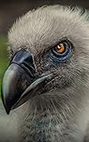 Notebook: Vulture Bird of Prey Carnivore Meat Eater 5