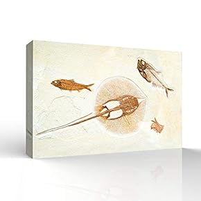 Vintage Animal Fish Fossil Living Room Poster