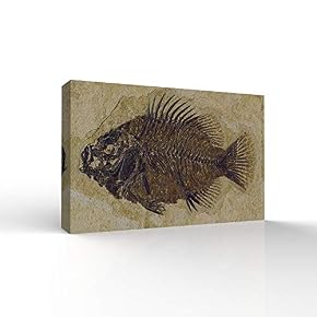 Fish Fossil Office