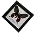 RARE FRAMED REAL BEAUTIFUL COMMON ROSE BUTTERFLY DISPLAY INSECT TAXIDERMY 5