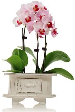 From You Flowers - Graceful Pink Orchids