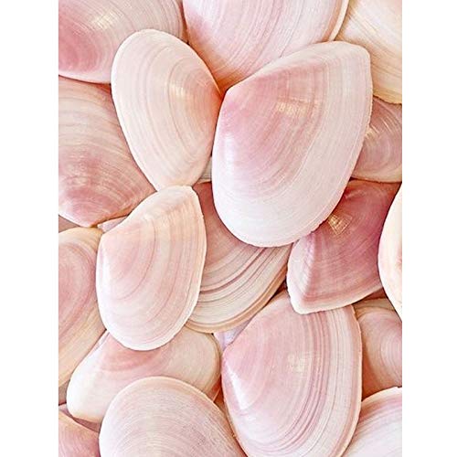 YUMEART DIY Diamond Dotz Paint with Diamonds Seaside Pink Color Conch Shell Diamond Cross Stitch Creative Mosaic Kits