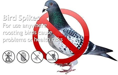 BirdsClog Polycarbonate Bird Control Spikes, 11 Rft (Transparent) - Set of 10