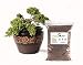 Bonsai Soil by Perfect Plants (2qts.) primary